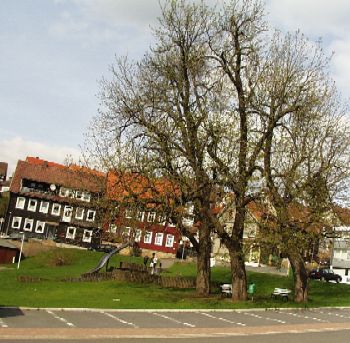 Kastanienb�ume