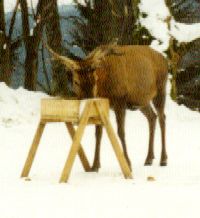 Bild vom Hirsch